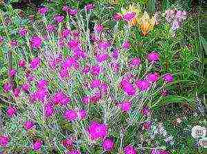 lyhnis maltese cross planting and care in the open field