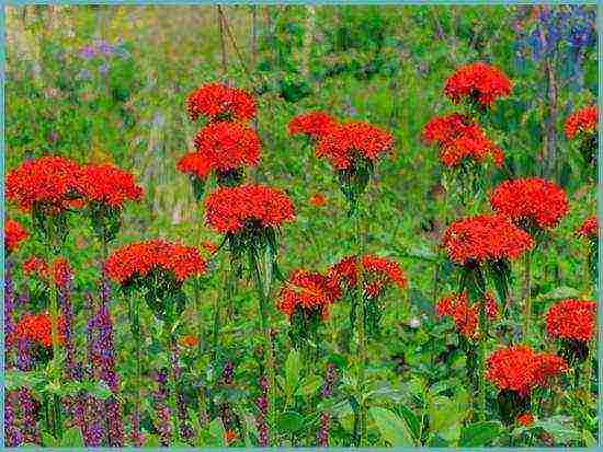 lyhnis maltese cross planting and care in the open field