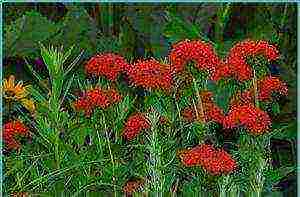 lyhnis maltese cross planting and care in the open field