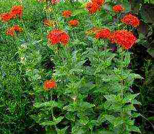 lyhnis maltese cross planting and care in the open field