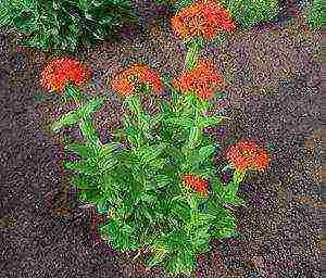 lyhnis maltese cross planting and care in the open field