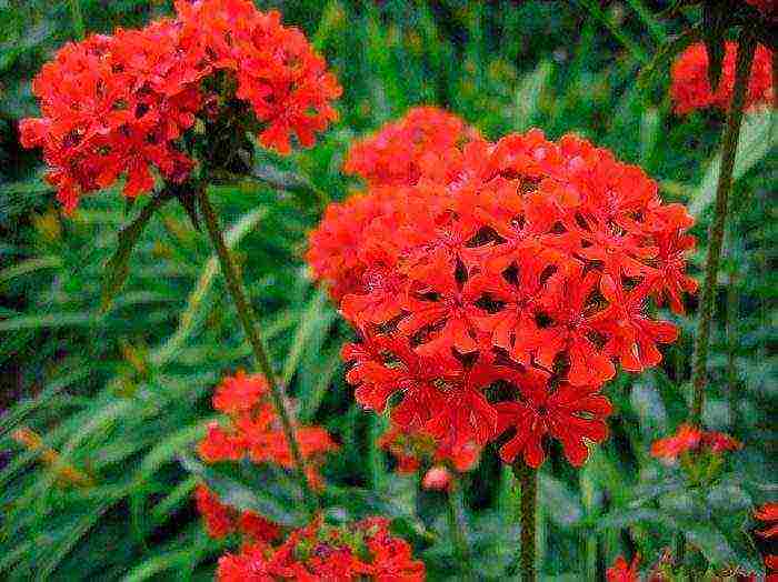 lyhnis maltese cross planting and care in the open field