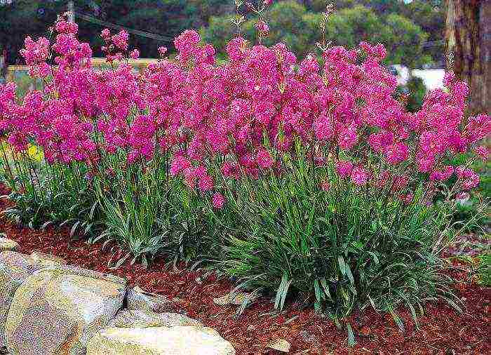 lyhnis maltese cross planting and care in the open field