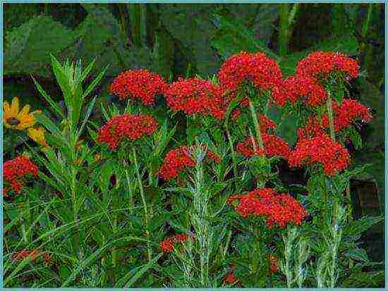 lyhnis maltese cross planting and care in the open field