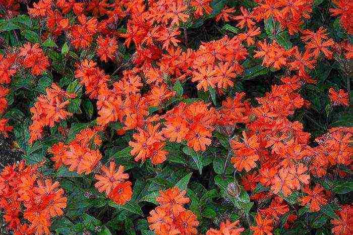 lyhnis maltese cross planting and care in the open field