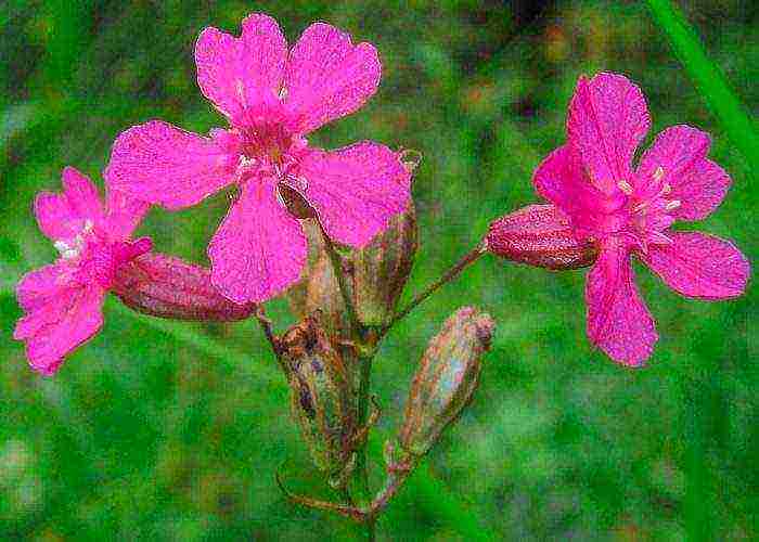 lyhnis maltese cross planting and care in the open field