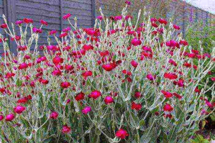 lyhnis maltese cross planting and care in the open field