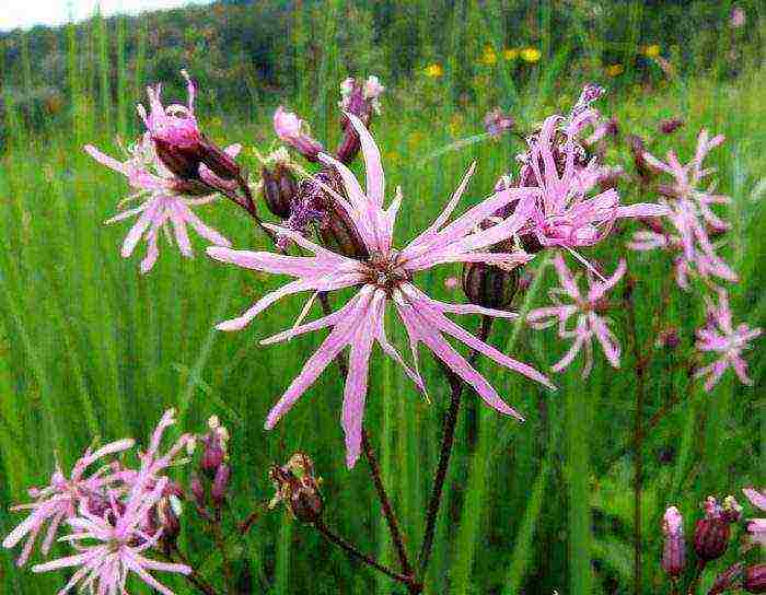 lyhnis maltese cross planting and care in the open field