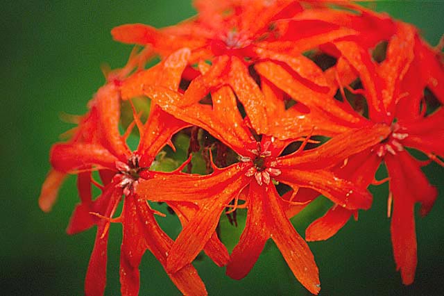 lyhnis maltese cross planting and care in the open field