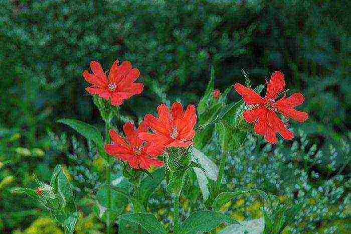 lyhnis maltese cross planting and care in the open field