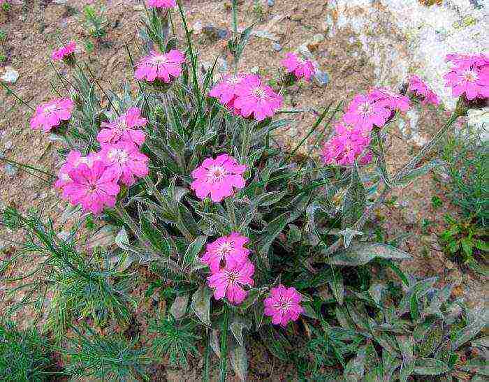 lyhnis maltese cross planting and care in the open field