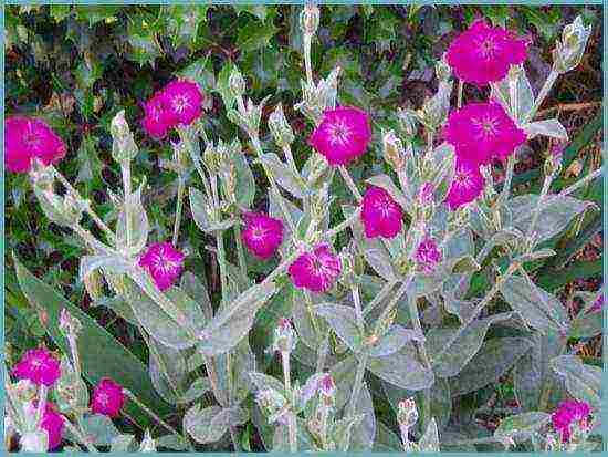 lyhnis maltese cross planting and care in the open field