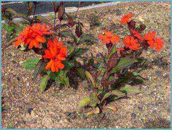 lyhnis maltese cross planting and care in the open field