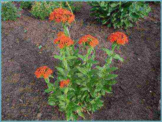 lyhnis maltese cross planting and care in the open field