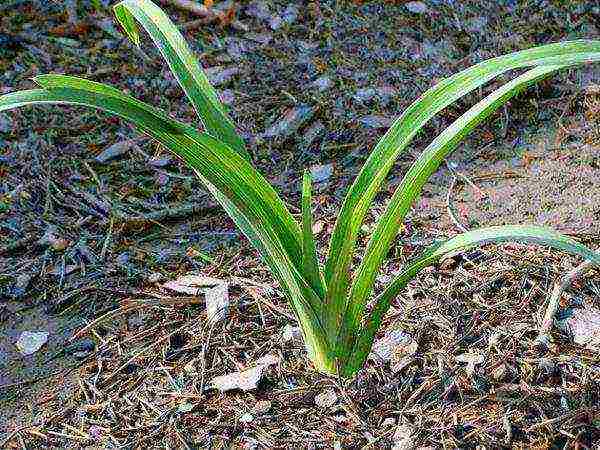 daylilies planting and care in the open field preparing for winter