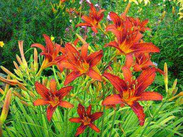 daylilies planting and care in the open field preparing for winter