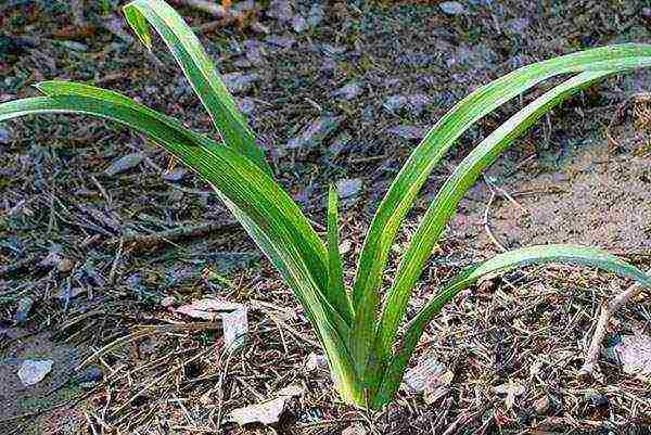 daylilies planting and care in the open field preparing for winter