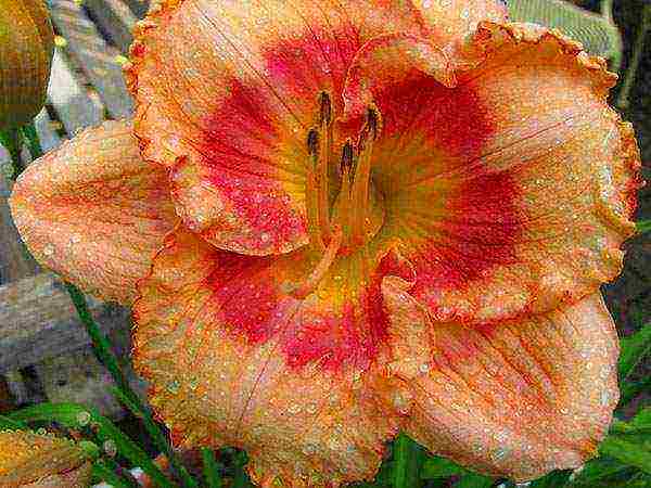 daylilies ปลูกและดูแลในทุ่งโล่งเตรียมความพร้อมสำหรับฤดูหนาว