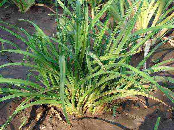 daylilies planting and care in the open field preparing for winter