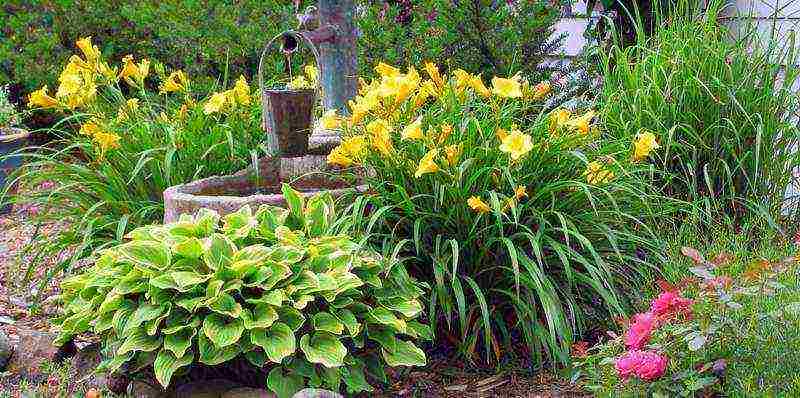 lilies and daylilies planting and care in the open field