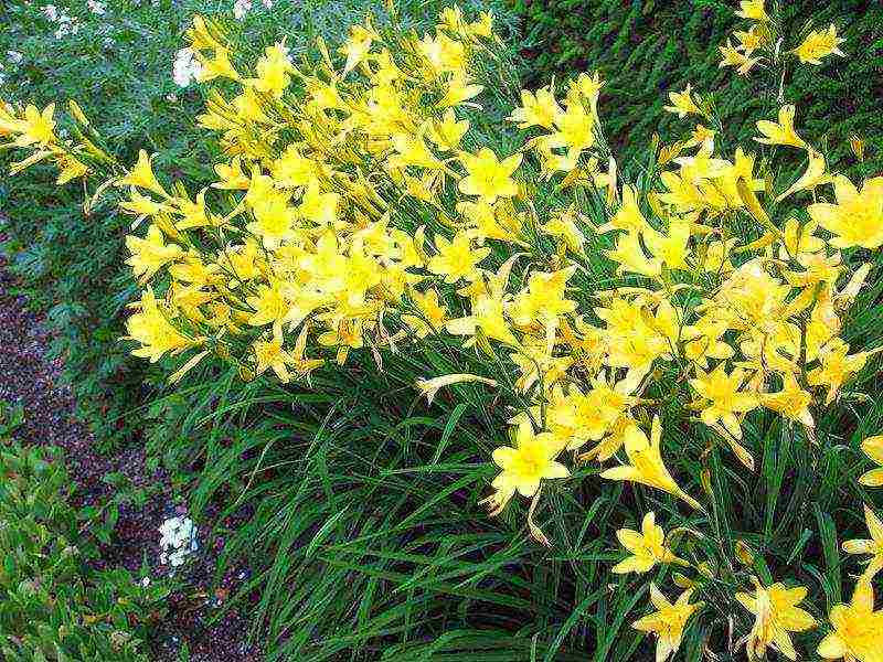 lilies and daylilies planting and care in the open field