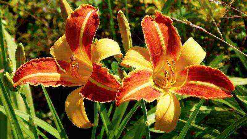 lilies and daylilies planting and care in the open field