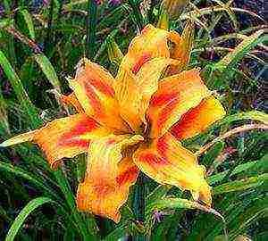 lilies and daylilies planting and care in the open field