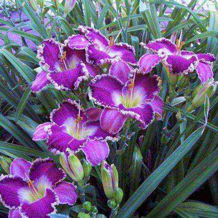 lilies and daylilies planting and care in the open field