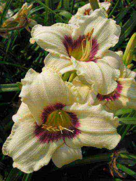 lilies and daylilies planting and care in the open field