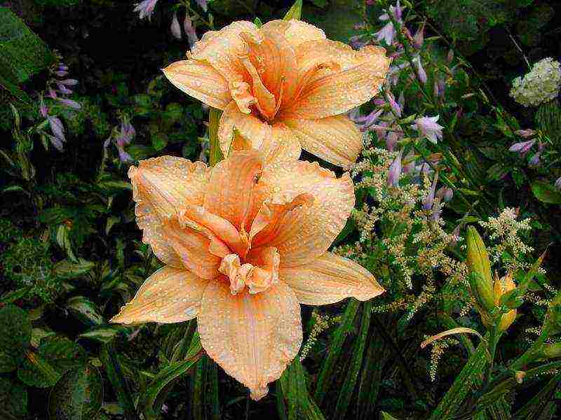 lilies and daylilies planting and care in the open field