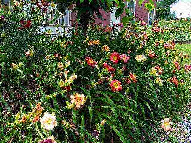 ang mga liryo at daylily na pagtatanim at pangangalaga sa bukas na bukid