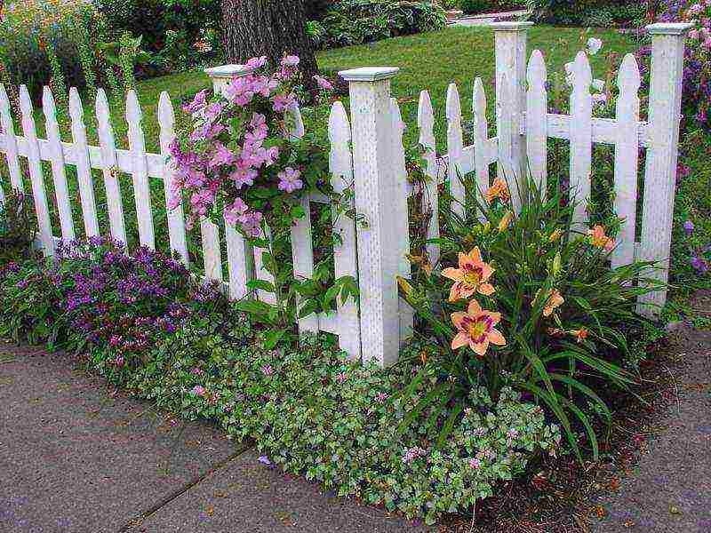 lilies and daylilies planting and care in the open field