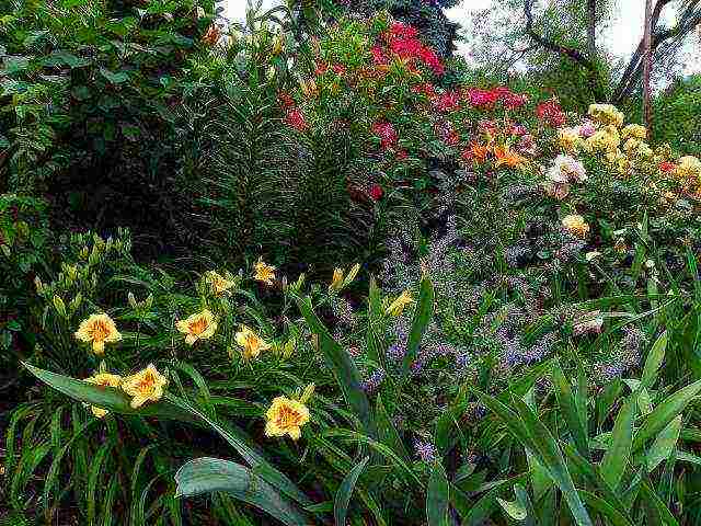 lilies and daylilies planting and care in the open field