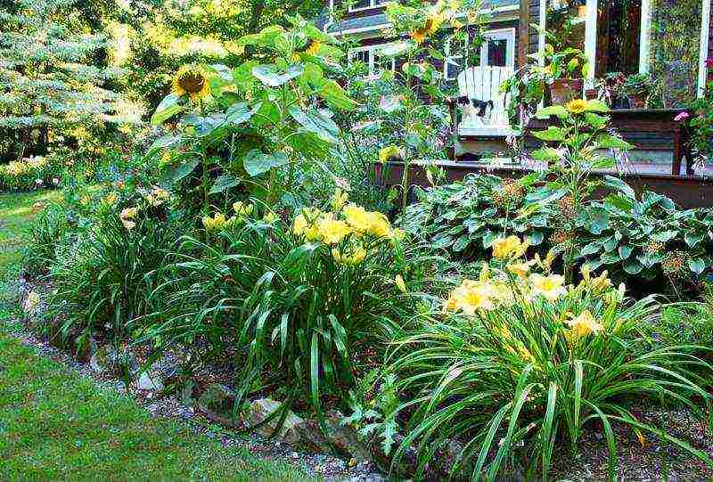 ang mga liryo at daylily na pagtatanim at pangangalaga sa bukas na bukid