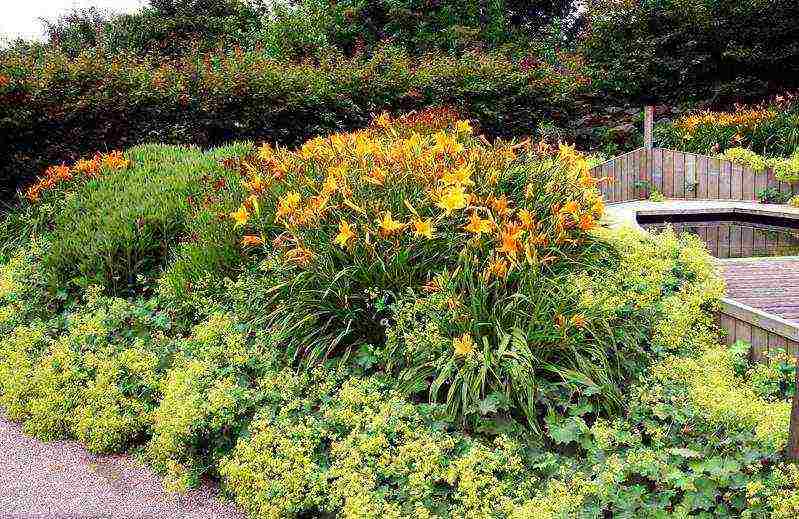 lilies and daylilies planting and care in the open field