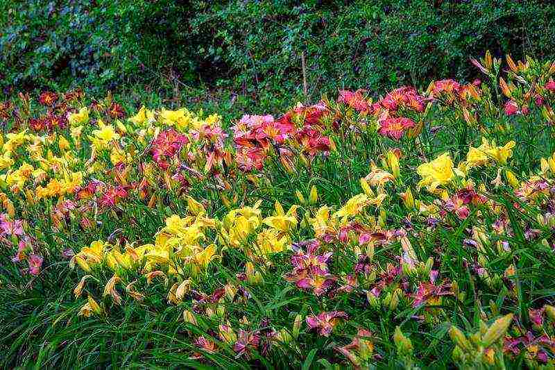 ang mga liryo at daylily na pagtatanim at pangangalaga sa bukas na bukid