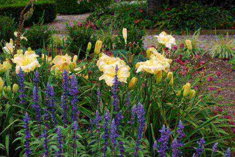 lilies and daylilies planting and care in the open field