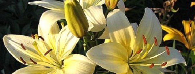 lilies and daylilies planting and care in the open field