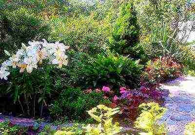 lilies and daylilies planting and care in the open field