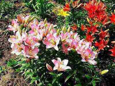 lilies and daylilies planting and care in the open field