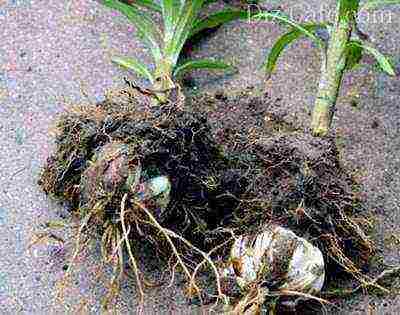 lilies and daylilies planting and care in the open field