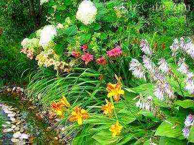 lilies and daylilies planting and care in the open field