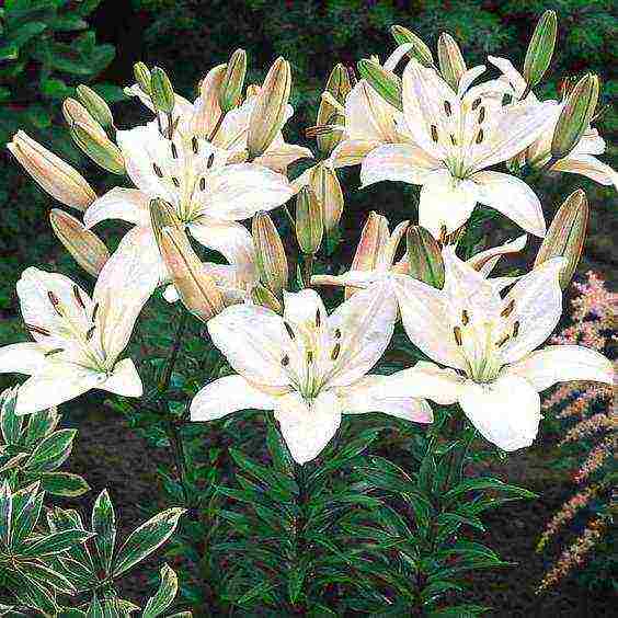 lilies la hybrids planting and care in the open field