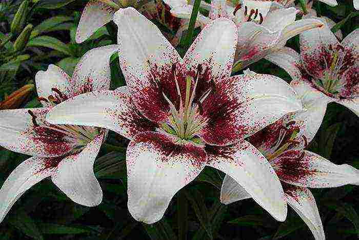 lilies la hybrids planting and care in the open field