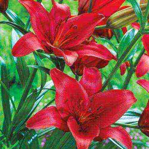 lilies la hybrids planting and care in the open field