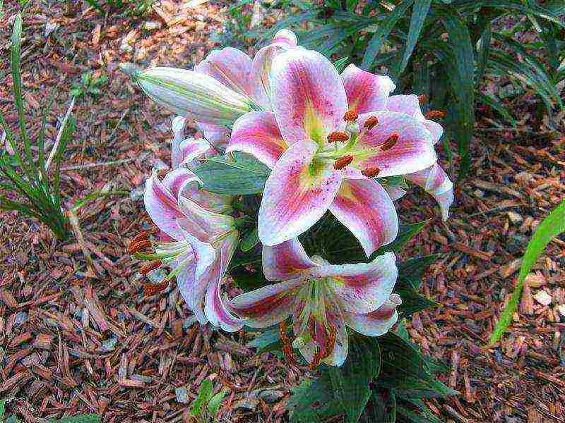 lilies la hybrids planting and care in the open field