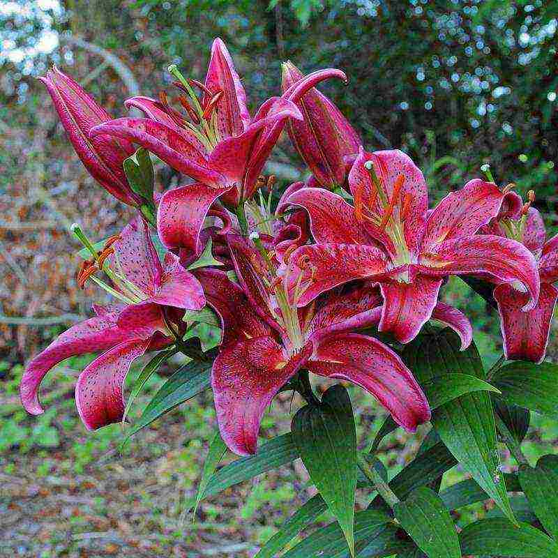 lilies la hybrids planting and care in the open field