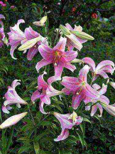 lilies la hybrids planting and care in the open field