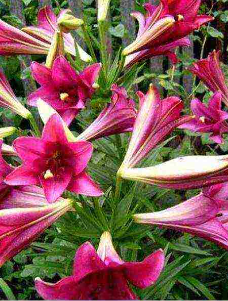 lilies la hybrids planting and care in the open field