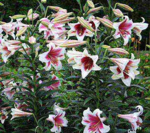 lilies la hybrids planting and care in the open field